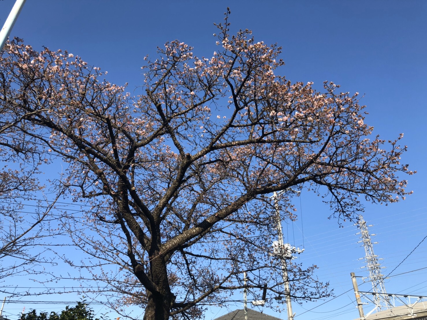 令和２年１月２０日：富士市入山瀬公園にて