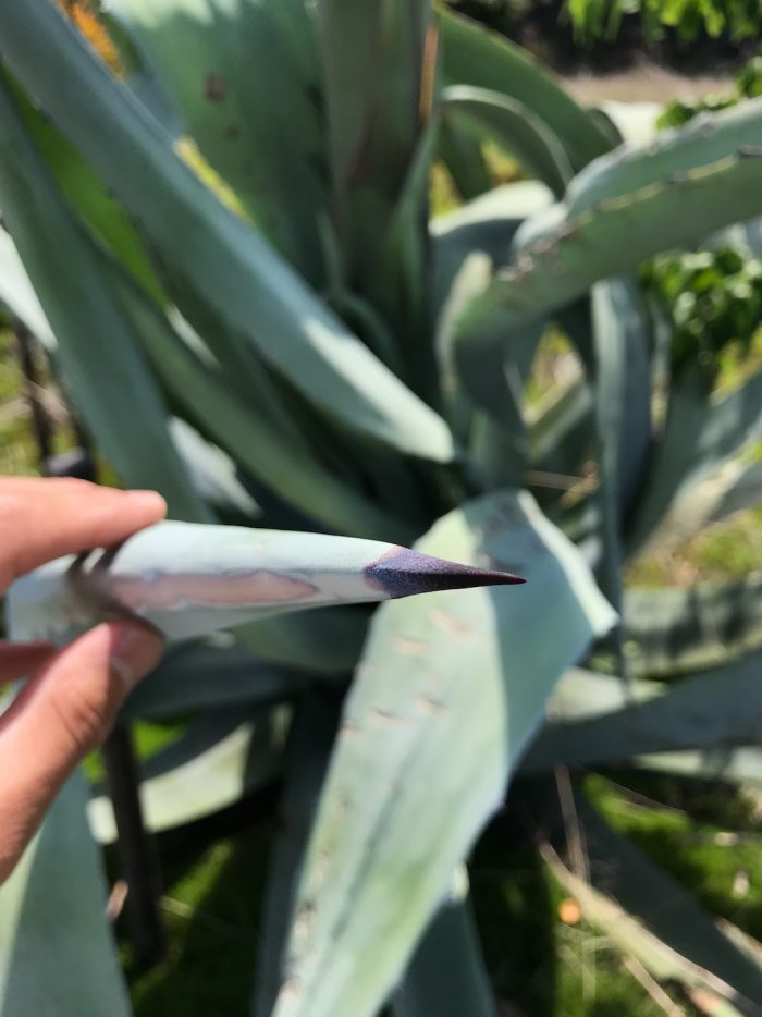 竜舌蘭の葉の先端