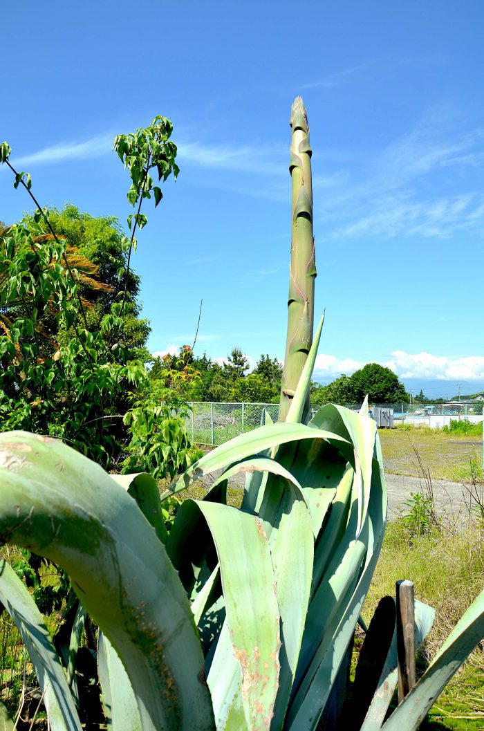 富士市の竜舌蘭開花情報