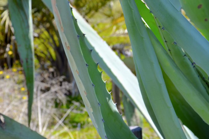 竜舌蘭の鋭い返し針