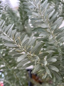 このツブツブが花芽です！