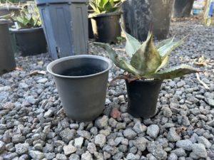 一回り大きな鉢は、このくらいです。